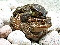 Bufo bufo couple during migration(2005)