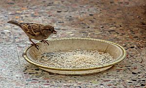 House sparrow feeding grains