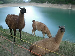 Llamas, Vernagt-Stausee, Italy.jpg