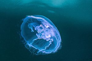 Moon jellyfish in Rågårdsdal 4