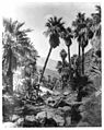 Palm Canyon near Palm Springs, showing palm trees over a creek, ca.1901 (CHS-2104)