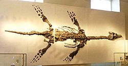 Plesiosaur skeleton, New Walk Museum