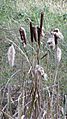 Typha with-without cotton like seeds