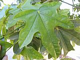 Brachychiton acerifolius leaf by tree-species