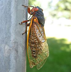 Cicada Chicago USA