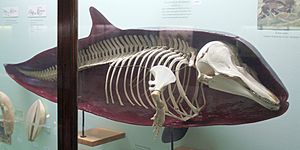 Cmglee Horniman dolphin skin skeleton
