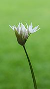 Daslook (Allium ursinum) d.j.b 02
