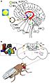 Drosophila brains and the circadian system