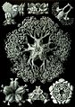 Haeckel Ophiodea 70