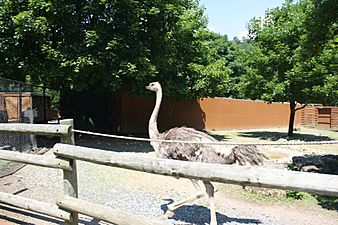 Ostrich at Lehigh Valley Zoo 01