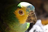 Pet parrot named Alexander (Amazona aestiva).jpg