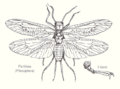 Plecoptera-perlidae1-sp