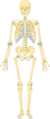Skeleton 1 -- Smart-Servier