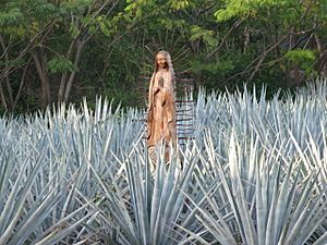 Agave tequilana (5434978642)