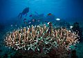 Beautiful Coral Reef at Anambas (7673658682)