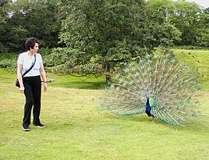 Brownsea.island.peacock.arp