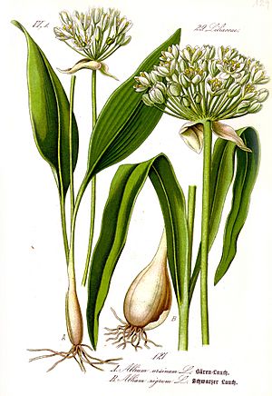 Illustration Allium ursinum1