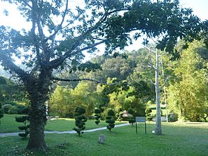Pg botanic gardens trees