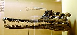 Phytosaur skull