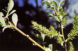 Salix lasiolepis(01).jpg