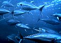 Yellowfin tuna nurp