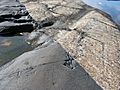Yttre Ursholmen Kontakt Kosterdiabas i Nebulitisk-migmatitisk sedimentgnejs