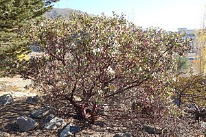 Arctostaphylos obispoensis - Leaning Pine Arboretum - DSC05643.JPG