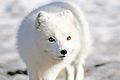 Fjellrev - Arctic fox (24490250823)