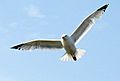 Flight.gull.arp.600pix
