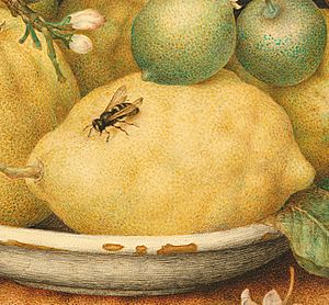 Giovanna Garzoni (Italian - Still Life with Bowl of Citrons - Google Art Project (detail with wasp)