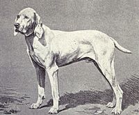 Pointer of Ariege from 1915.JPG