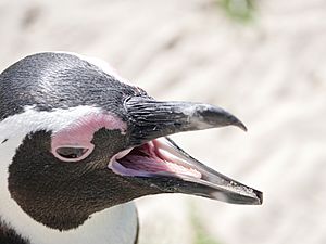African Penguin (30879934488)