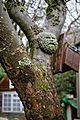 Apple tree trunk and Green Man ornament in Nuthurst, West Sussex, England