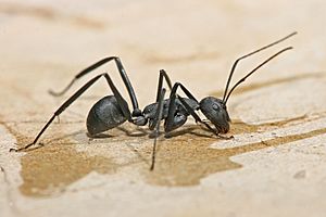 Carpenter ant Tanzania crop.jpg