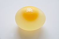 Chicken Egg without Eggshell 5859