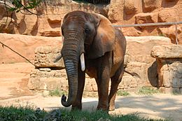 Elephant at the Greenville Zoo
