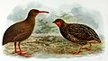 Extinct birds - an attempt to unite in one volume a short account of those birds which have become extinct in historical times - that is, within the last six or seven hundred years - to which are (14770671773)