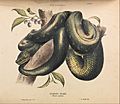 Helena Forde - Diamond Snake, Morelia spilotes - Google Art Project