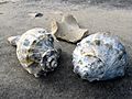 Knobbed whelk shells