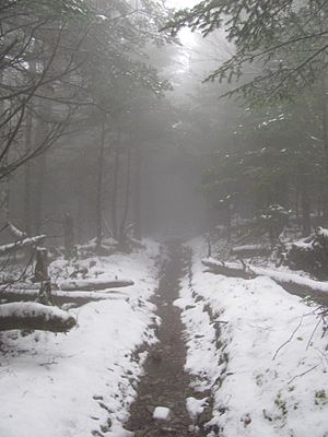 Mount Guyot; Foggy and Lonely Appalachian Trail