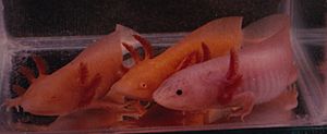 Three Colors of Axolotl