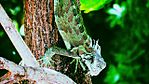 Una Iguana en Guarenas, Edo Miranda.jpg