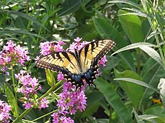 Butterfly of Brookside Gardens 2020b