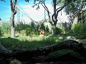 Denver Zoo Primate Panorama Orangutan
