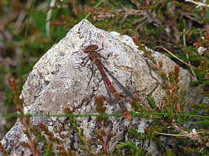 Dragonfly in Lewis