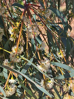 Eucalyptus radiata - flowers