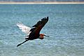 Goliath heron (Ardea goliath) in flight