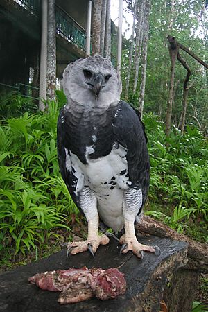 Harpy Eagle at the Summit Botanical Gardens and Zoo, Panamá (2004)