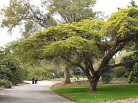LA County Arboretum - road