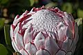 Protea flower02